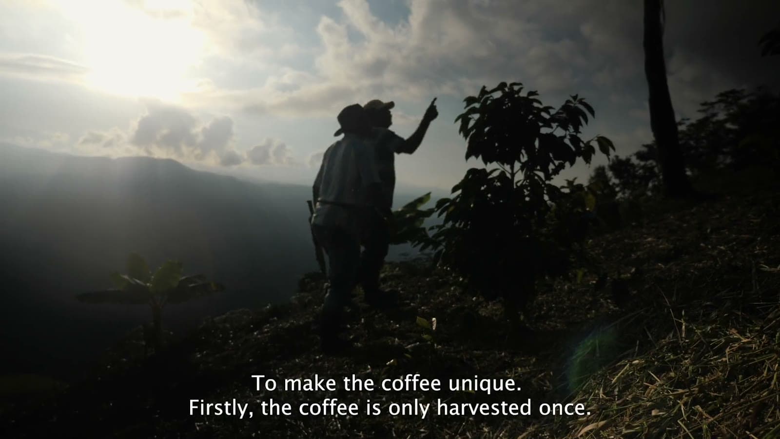 Koffieboer bij zonsopkomst in de Sierra Nevada